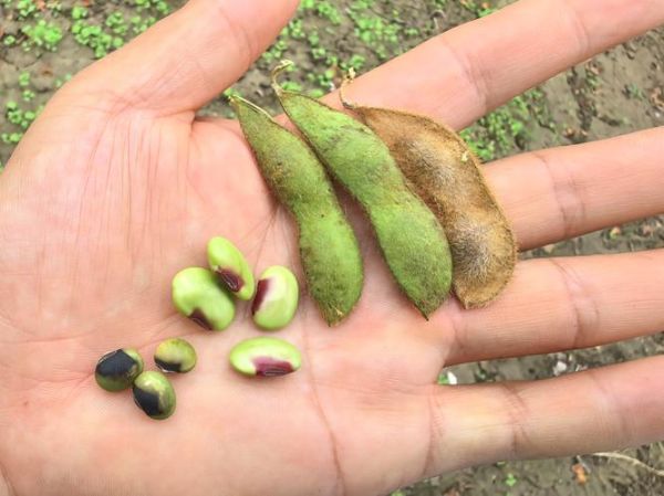 梦到毛豆是什么意思_梦见毛豆预示什么