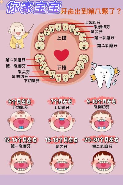 宝宝几个月出牙正常_乳牙萌出顺序