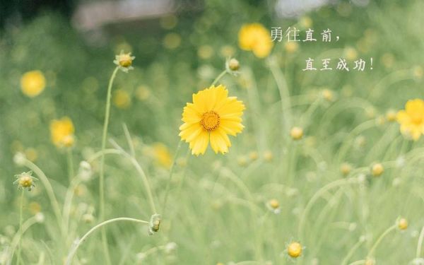 带字励志图片大全唯美_如何挑选高清壁纸