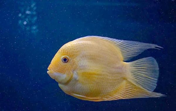 梦见鱼是什么意思_做梦到鱼代表什么