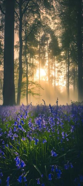 唯美高清图片哪里找_如何下载无水印