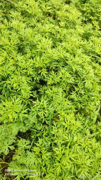 女人梦到绿色植物茂盛_预示着什么