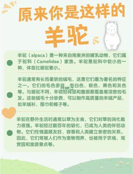 梦到羊驼是什么意思_羊驼梦境解析