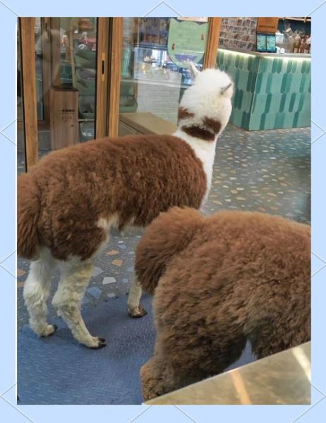 梦到羊驼是什么意思_羊驼梦境解析