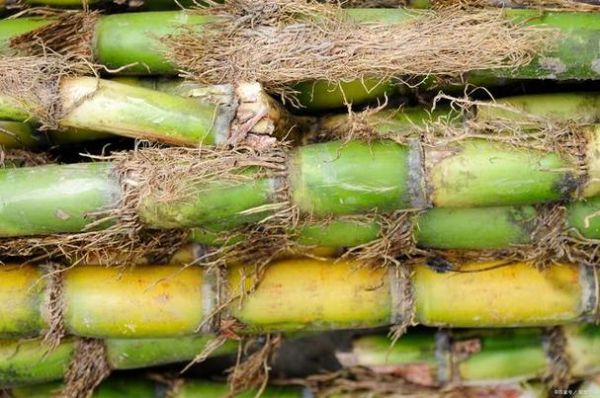 梦到吃甘蔗是什么意思_梦见甘蔗很甜代表什么