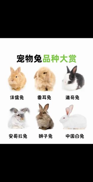 兔子品种大全_如何挑选宠物兔
