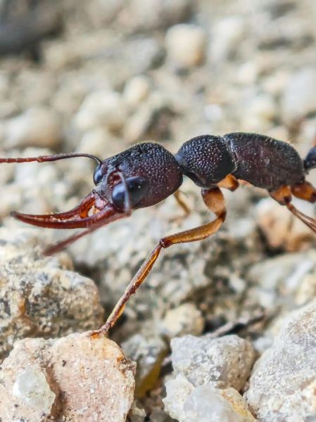 蚂蚁种类图片大全_如何快速识别常见蚂蚁