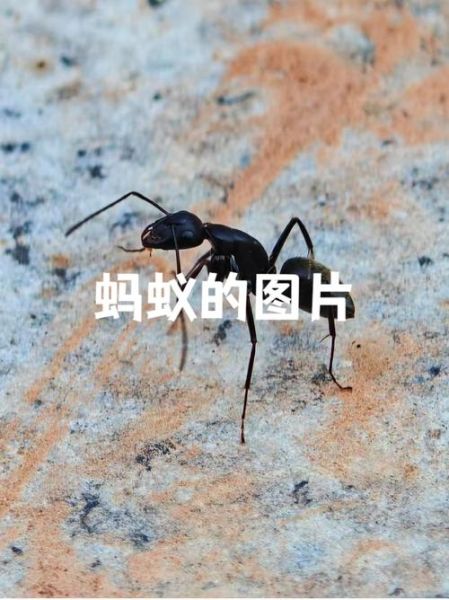 蚂蚁种类图片大全_如何快速识别常见蚂蚁