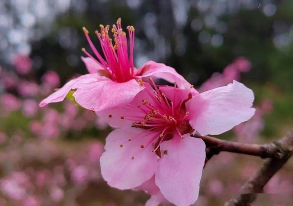 桃花图片大全哪里找_桃花高清壁纸怎么选