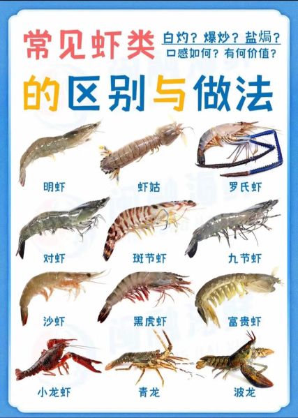 虾图片大全_如何挑选高清虾图