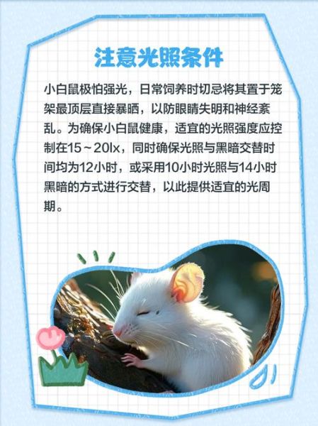 梦到白色大老鼠是什么意思_白色老鼠梦境解析