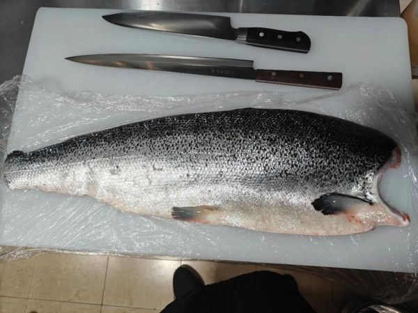 三文鱼图片大全_如何挑选新鲜三文鱼