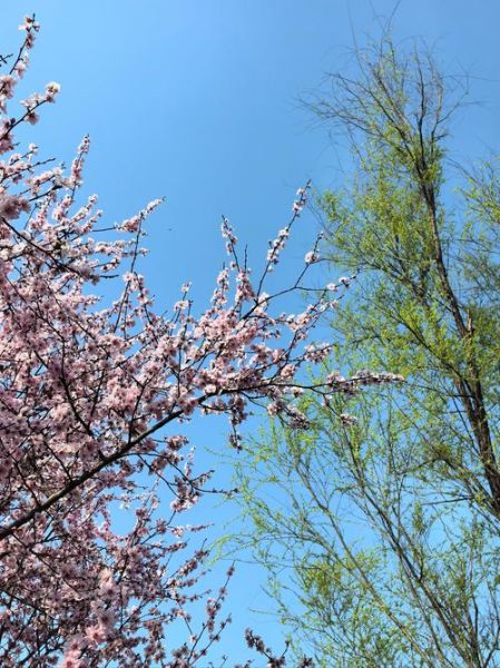 春天图片大全哪里找_如何拍摄春天美景