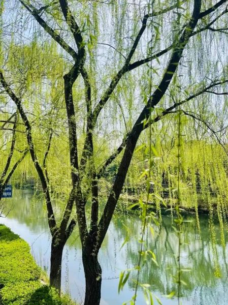 春天图片大全哪里找_春天图片大全如何免费下载