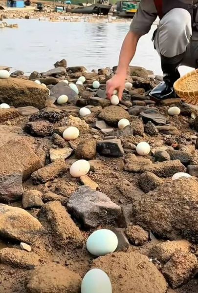 梦到捡鸭蛋是什么意思_捡鸭蛋梦境解析