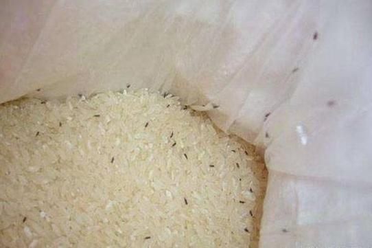 梦到小米是什么意思_梦见小米是吉兆吗