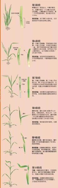 小麦图片大全_高清小麦生长过程图怎么找