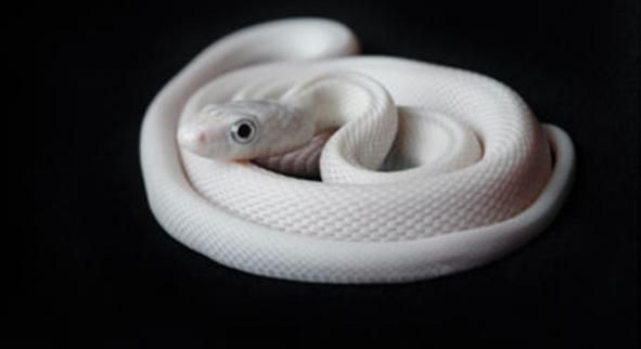 梦到白色的蛇是什么意思_白色蛇梦境解析