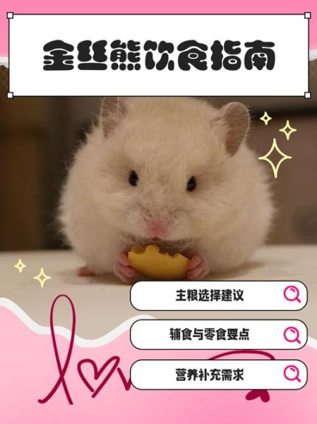 熊宝宝怎么养_熊宝宝吃什么