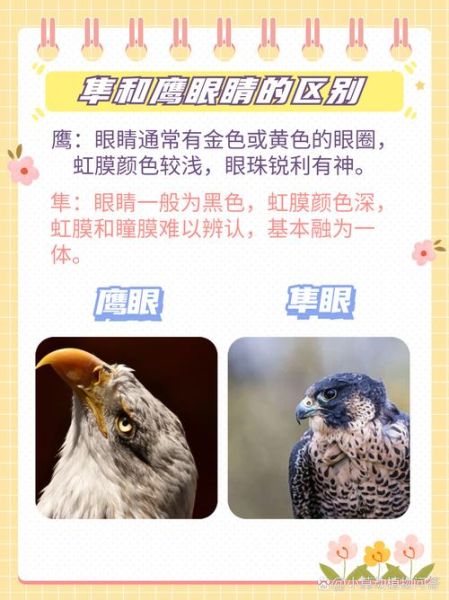 隼图片大全_隼和鹰的区别是什么