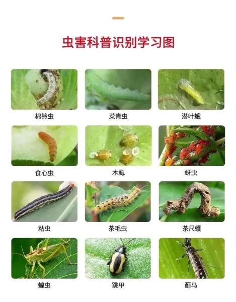 虫子图片大全_如何识别常见昆虫