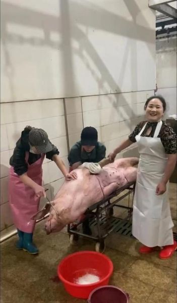 杀猪图片大全大图_高清流程图解