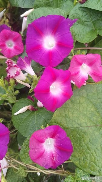 梦到牵牛是什么意思_牵牛花梦境解析