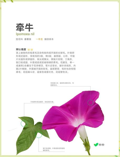 梦到牵牛是什么意思_牵牛花梦境解析