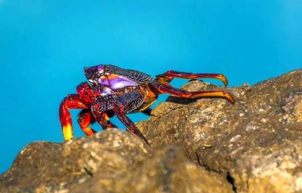 怀孕梦到螃蟹是什么意思_孕妇梦见螃蟹生男生女