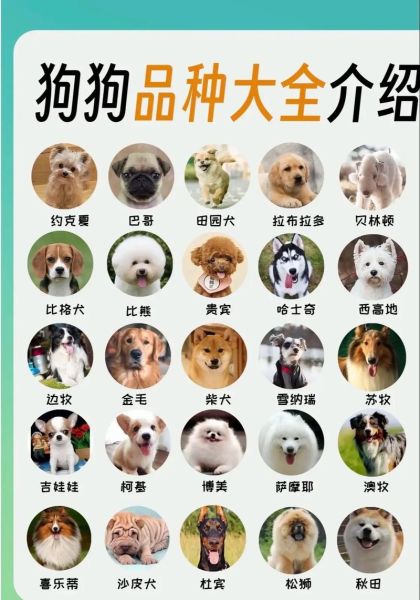 狗品种图片大全_如何快速识别常见犬种