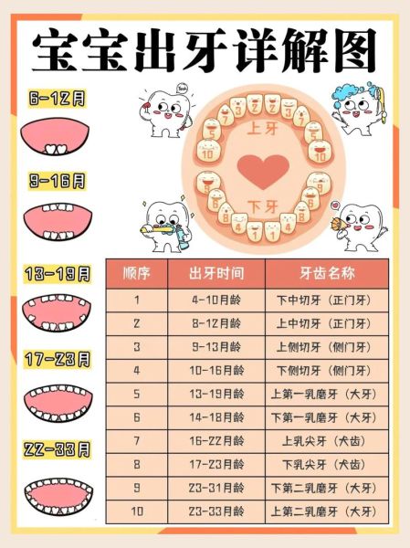 宝宝出牙早代表什么_出牙早的宝宝聪明吗