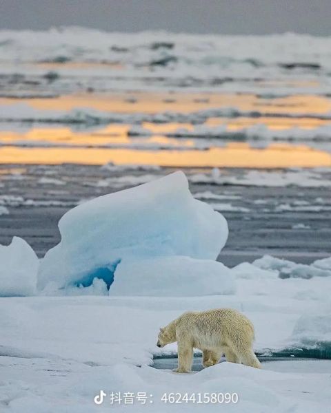 梦到北极熊是什么意思_北极熊梦境解析