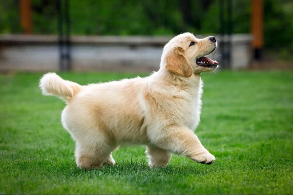 梦到金毛狗是什么意思_梦到金毛狗预示什么