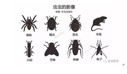 昆虫图片大全高清_如何识别常见昆虫