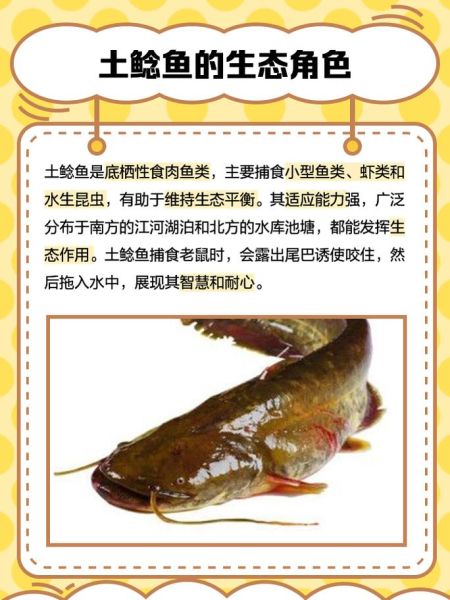 鲶鱼图片大全_鲶鱼品种怎么区分