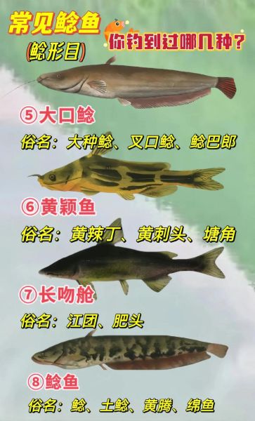 鲶鱼图片大全_鲶鱼品种怎么区分