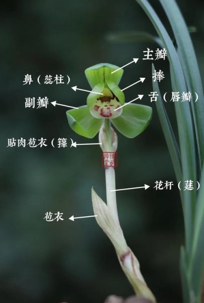 兰花品种大全_兰花图片怎么选