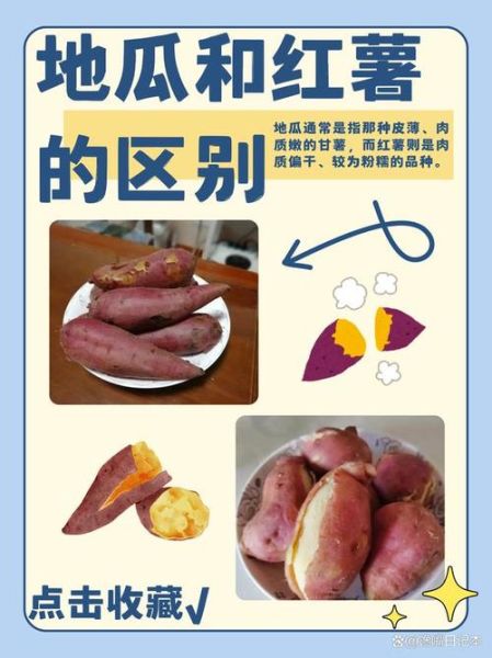 山芋图片大全_山芋和红薯的区别是什么