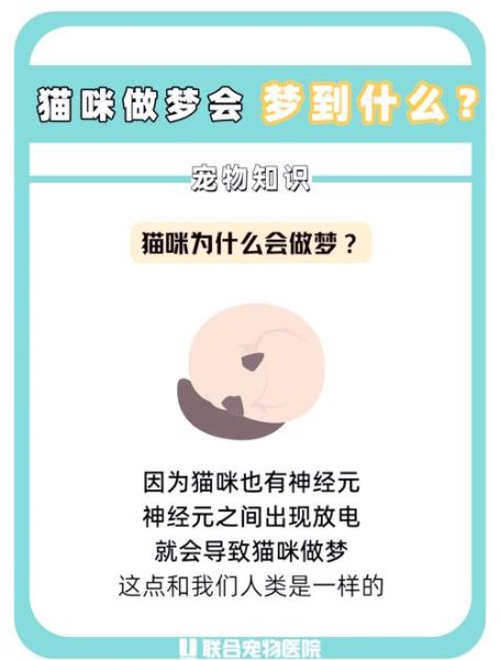 梦到猫是什么意思_周公解梦梦见猫预示什么