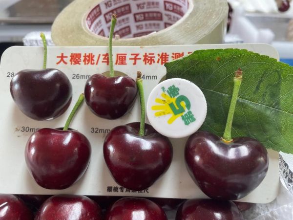 樱桃真实图片大全_如何辨别车厘子与樱桃