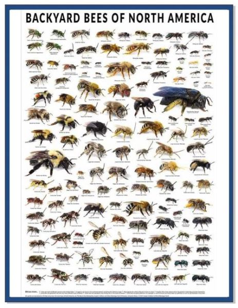 蜜蜂图片大全_蜜蜂种类识别