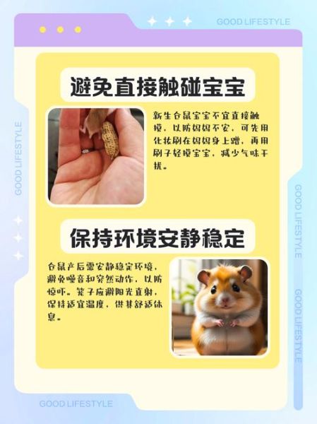 仓鼠生宝宝怎么办_仓鼠生宝宝后怎么照顾
