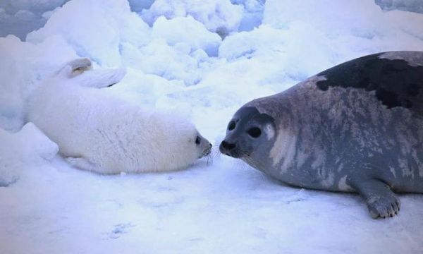 梦到海豹是什么意思_梦到海豹的预兆