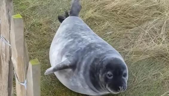 梦到海豹是什么意思_梦到海豹的预兆