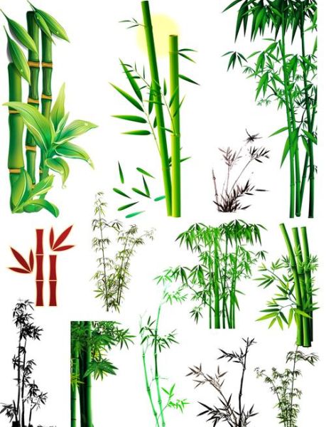 竹子图片大全_如何挑选高清素材