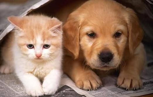 梦到猫和狗是什么意思_梦见猫狗一起出现代表什么