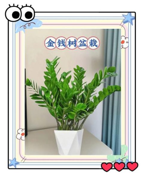 摇钱树图片大全大图片_摇钱树高清大图怎么找