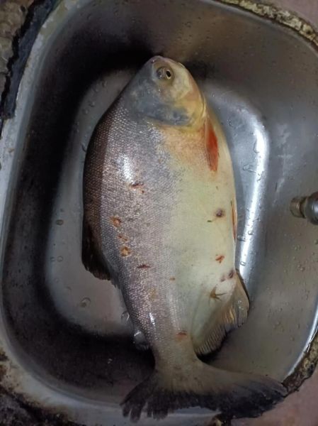 梦到被鱼咬了是什么意思_如何化解