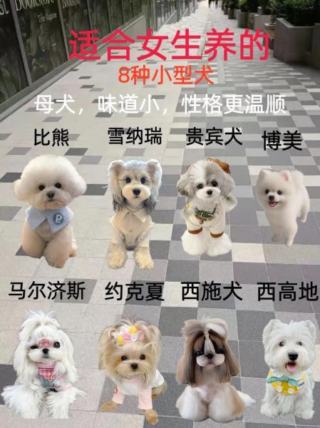狗的品种大全图片_小型犬有哪些适合家养