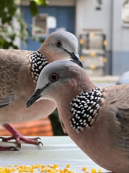 斑鸠图片大全大图_斑鸠高清图怎么拍